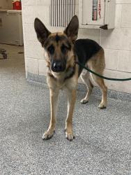Shelter Stray Male Dog last seen Near BLK E HARDING ST LONG BEACH CA 90805, 7700 E Spring St, Long Beach, CA 90815, USA