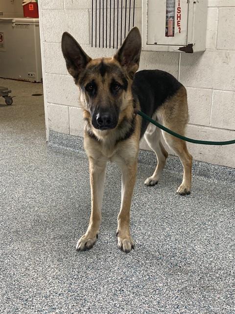 Shelter Stray Male Dog last seen Near BLK E HARDING ST LONG BEACH CA 90805, 7700 E Spring St, Long Beach, CA 90815, USA