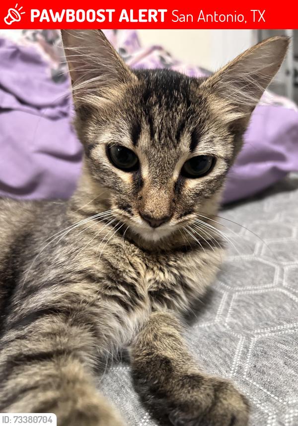 Lost Male Cat last seen on Colima street, San Antonio, TX 78207
