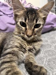 Lost Male Cat last seen on Colima street, San Antonio, TX 78207