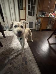 Reunited Male Dog last seen West park neighborhood., Keller, TX 76248