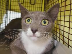 Shelter Stray Female Cat last seen , 1850 W 60th St, Los Angeles, CA 90047, USA