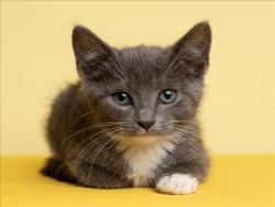 Shelter Stray Male Cat last seen , 1850 W 60th St, Los Angeles, CA 90047, USA