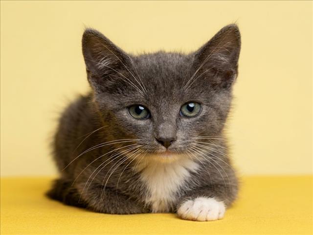 Shelter Stray Male Cat last seen , 1850 W 60th St, Los Angeles, CA 90047, USA