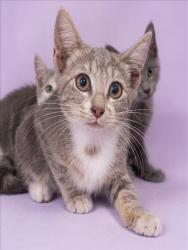 Shelter Stray Female Cat last seen , 1850 W 60th St, Los Angeles, CA 90047, USA