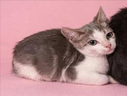 Shelter Stray Female Cat last seen , 1850 W 60th St, Los Angeles, CA 90047, USA