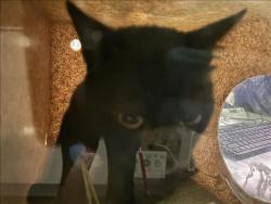 Shelter Stray Male Cat last seen , 1850 W 60th St, Los Angeles, CA 90047, USA