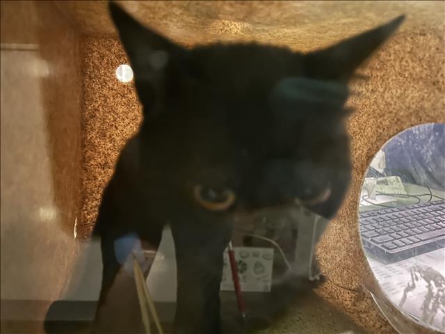Shelter Stray Male Cat last seen , 1850 W 60th St, Los Angeles, CA 90047, USA