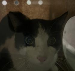 Shelter Stray Male Cat last seen , 1850 W 60th St, Los Angeles, CA 90047, USA