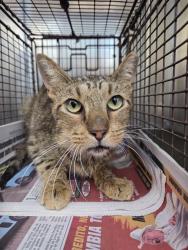 Shelter Stray Male Cat last seen E GERALD, 4710 TX-151, San Antonio, TX 78227, USA