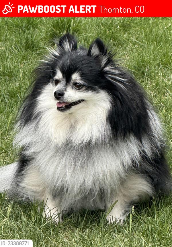 Lost Male Dog last seen Our hse, Thornton, CO 80233