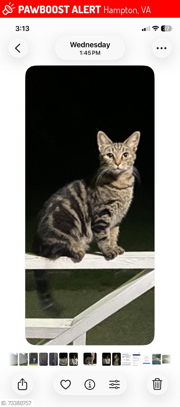 Lost Female Cat last seen Near hopkins st hampton va 23663, Hampton, VA 23663