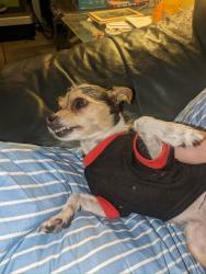 Lost Female Dog last seen 16th st and bell rd, Phoenix, AZ 85022
