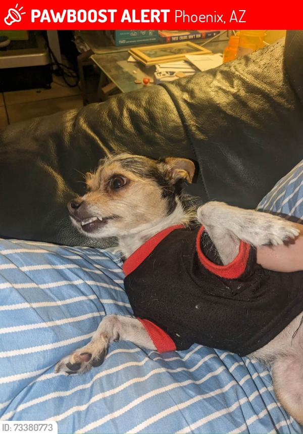 Lost Female Dog last seen 16th st and bell rd, Phoenix, AZ 85022
