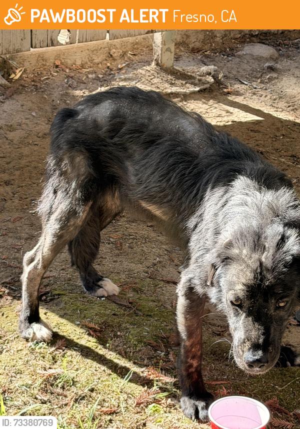 Found/Stray Unknown Dog last seen Near N Backer Ave apt 136, Fresno, CA 93726