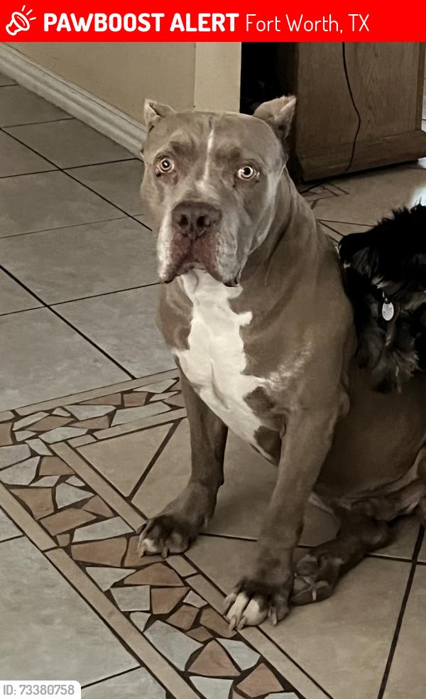 Lost Male Dog last seen Cleburne Road, Fort Worth, TX 76133