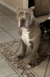 Lost Male Dog last seen Cleburne Road, Fort Worth, TX 76133
