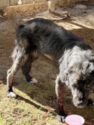Found/Stray Unknown Dog last seen Near N Backer Ave apt 136, Fresno, CA 93726