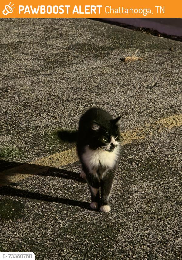 Found/Stray Unknown Cat last seen Brainerd Rd near Sir Goonies, Chattanooga, TN 37411