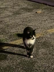 Found/Stray Unknown Cat last seen Brainerd Rd near Sir Goonies, Chattanooga, TN 37411