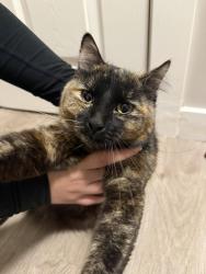 Found/Stray Female Cat last seen Near S 2320 W, West Jordan, UT 84084