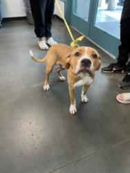 Shelter Stray Male Dog last seen , West Valley Animal Shelter, 20655 Plummer St, Chatsworth, CA 91311, USA
