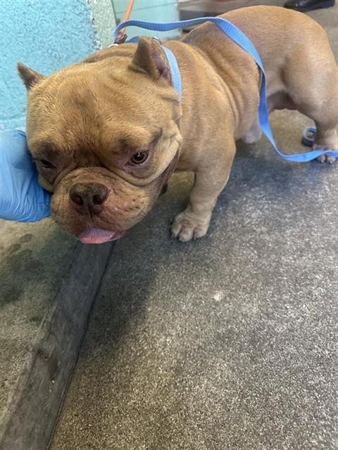 Shelter Stray Male Dog last seen FORREST ST & REDWOOD AVE, 2127 Front St, Sacramento, CA 95818, USA
