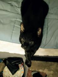 Lost Female Cat last seen Near Pierce Ave, Little Chute, WI 54140