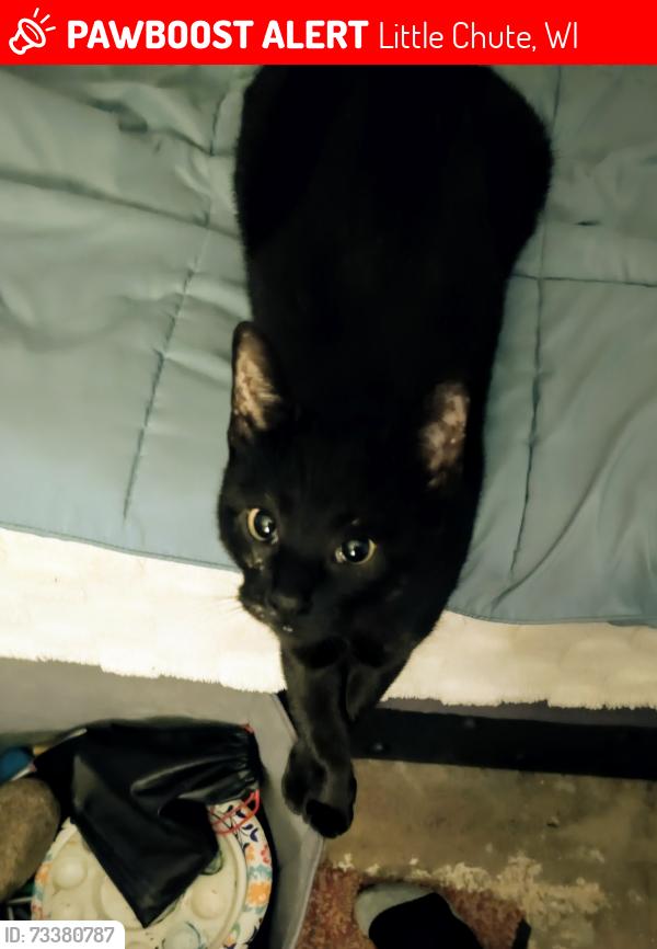 Lost Female Cat last seen Near Pierce Ave, Little Chute, WI 54140