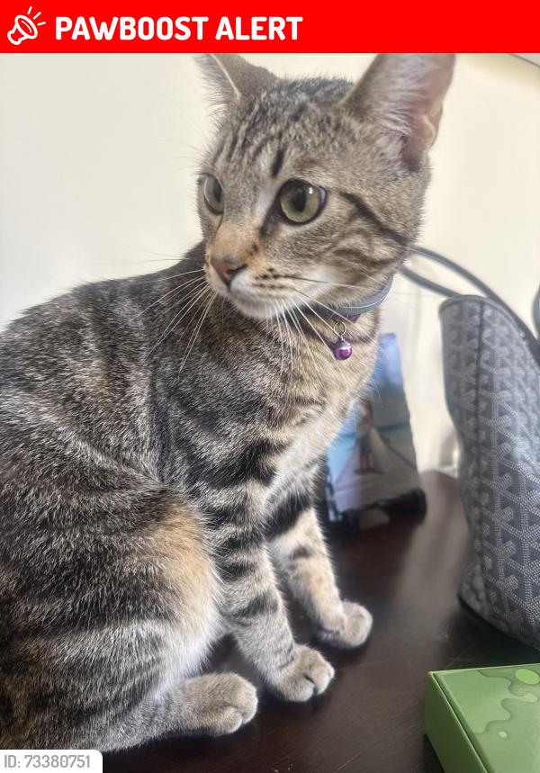 Lost Female Cat last seen Via Fernandez & via Zurita, George Allen baseball field, Palos Verdes Estates, CA 90274