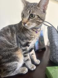 Lost Female Cat last seen Via Fernandez & via Zurita, George Allen baseball field, Palos Verdes Estates, CA 90274