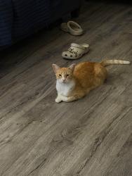 Lost Female Cat last seen vail and olympic, Montebello, CA 90640