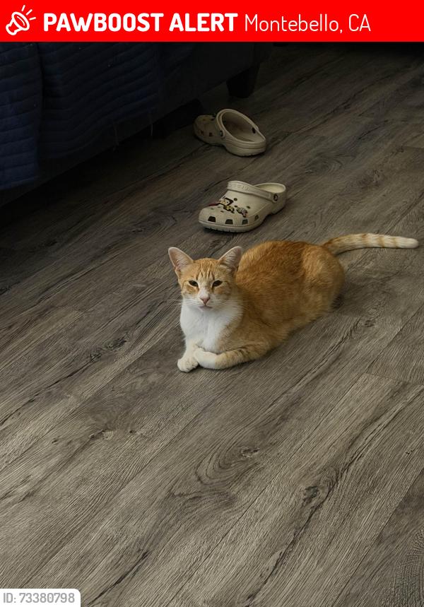 Lost Female Cat last seen vail and olympic, Montebello, CA 90640