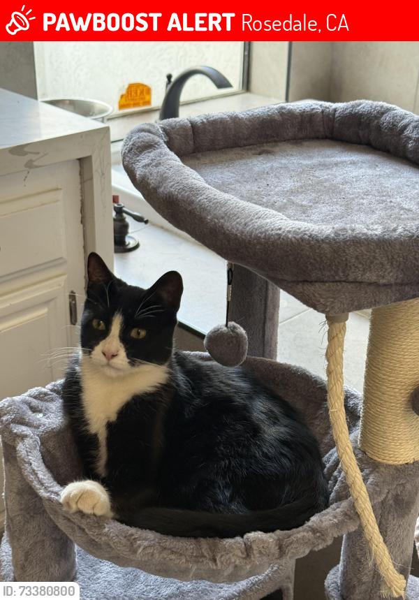 Lost Female Cat last seen Palm and Deerfield street. Bakersfield ca., Rosedale, CA 93314