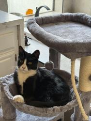 Lost Female Cat last seen Palm and Deerfield street. Bakersfield ca., Rosedale, CA 93314