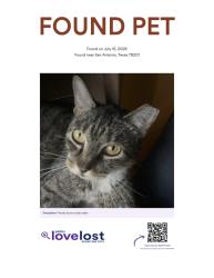 Found/Stray Unknown Cat last seen Near Fredericksburg Rd, San Antonio, TX 78201, San Antonio, TX 78201