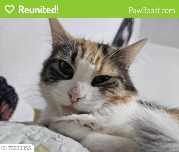Reunited Female Cat last seen Dinos milkmart, Greater Sudbury, ON P3C 4S1