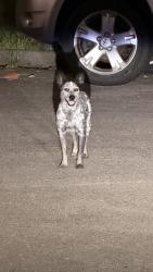 Found/Stray Female Dog last seen Abandon hse between Capron St, Houston, TX 77020