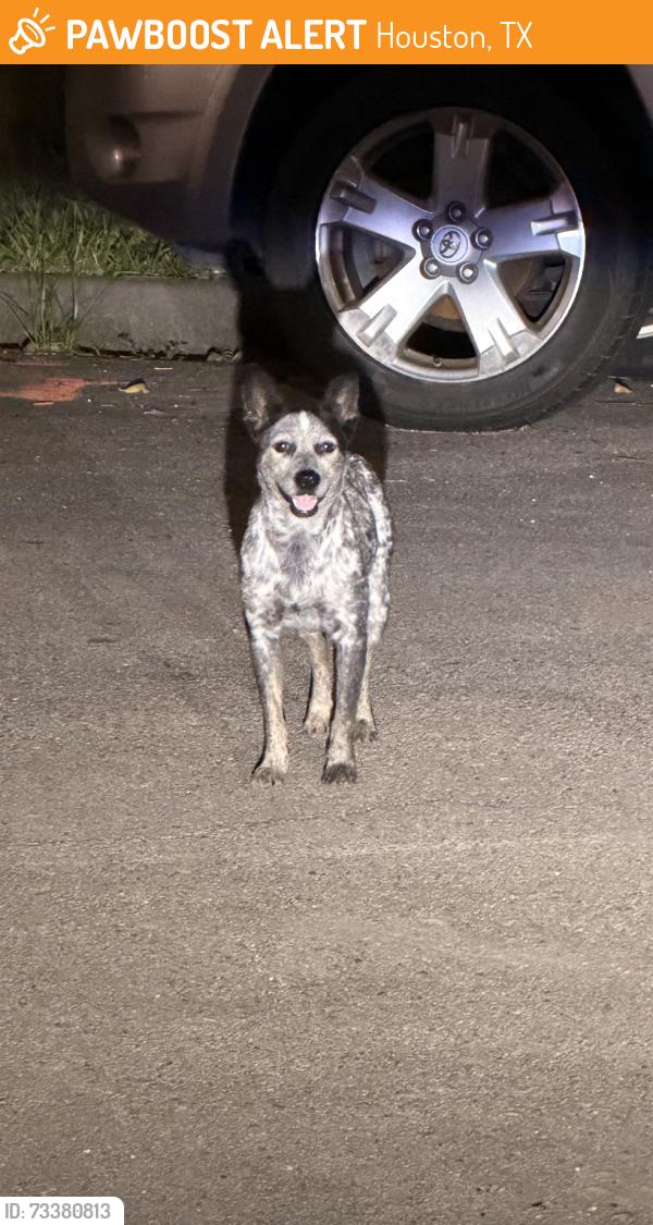 Found/Stray Female Dog last seen Abandon hse between Capron St, Houston, TX 77020
