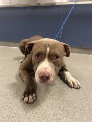 Shelter Stray Male Dog last seen Near BLOCK SW 200TH ST, 3599 NW 79th Ave, Doral, FL 33122, USA