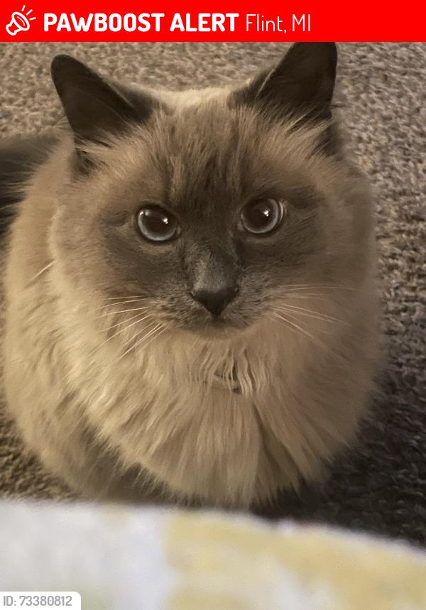Lost Male Cat last seen Crawford and Camden, Flint, MI 48507