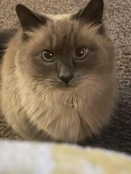 Lost Male Cat last seen Crawford and Camden, Flint, MI 48507