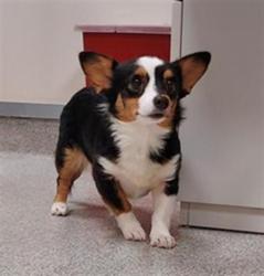 Shelter Stray Female Dog last seen LAGUNA BLVD / BRUCEVILLE RD, 9150 Union Park Way, Elk Grove, CA 95624, USA
