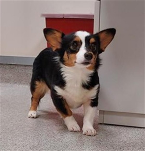 Shelter Stray Female Dog last seen LAGUNA BLVD / BRUCEVILLE RD, 9150 Union Park Way, Elk Grove, CA 95624, USA