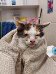Shelter Stray Female Cat last seen MARANELLO DR / ENZO WAY, 9150 Union Park Way, Elk Grove, CA 95624, USA