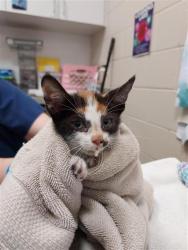 Shelter Stray Female Cat last seen MARANELLO DR / ENZO WAY, 9150 Union Park Way, Elk Grove, CA 95624, USA