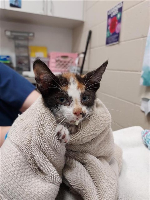 Shelter Stray Female Cat last seen MARANELLO DR / ENZO WAY, 9150 Union Park Way, Elk Grove, CA 95624, USA