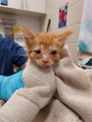 Shelter Stray Male Cat last seen MARANELLO DR / ENZO WAY, 9150 Union Park Way, Elk Grove, CA 95624, USA