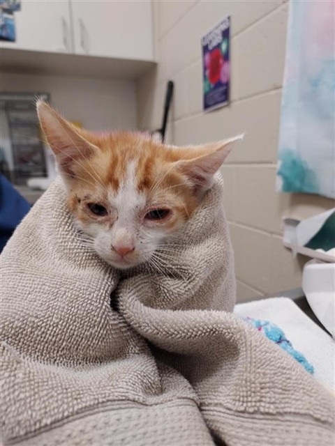 Shelter Stray Male Cat last seen MARANELLO DR / ENZO WAY, 9150 Union Park Way, Elk Grove, CA 95624, USA