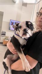 Shelter Stray Female Dog last seen BOREAL WY / FLOX WY, 9150 Union Park Way, Elk Grove, CA 95624, USA